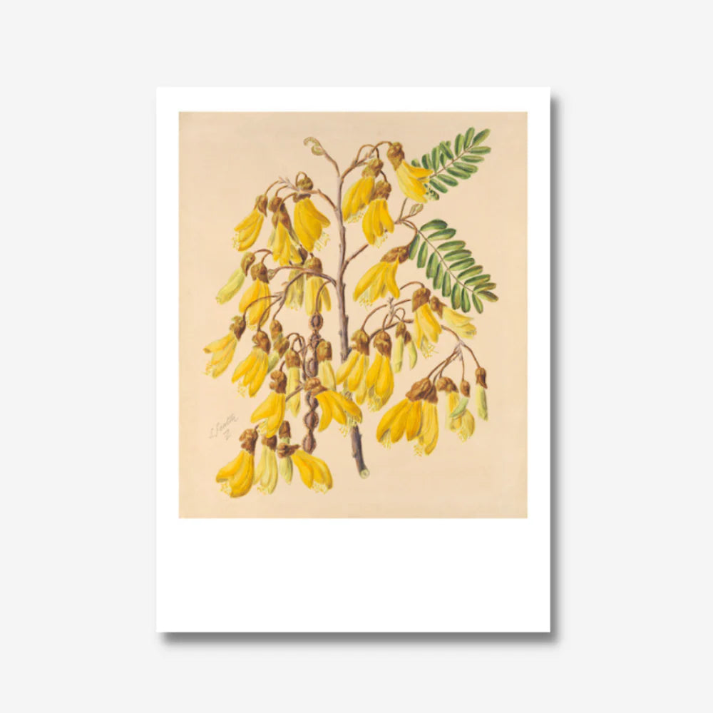 Sarah Featon Print - Yellow Kōwhai