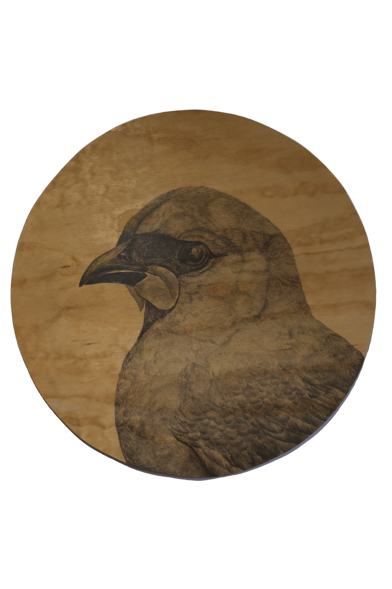 Anna Scott, Portrait of a Kōkako