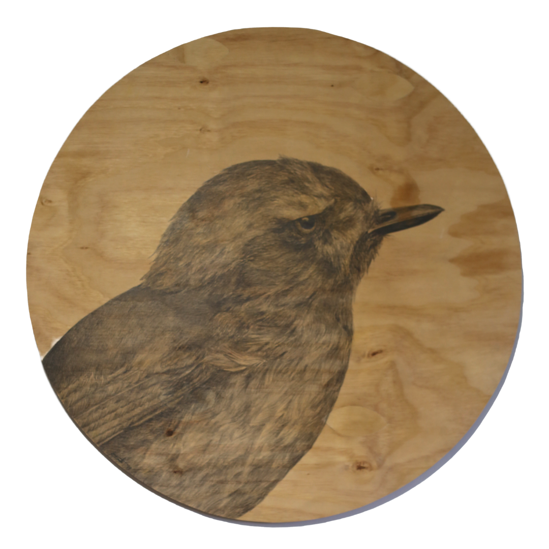 Anna Scott, Portrait of a Riroriro