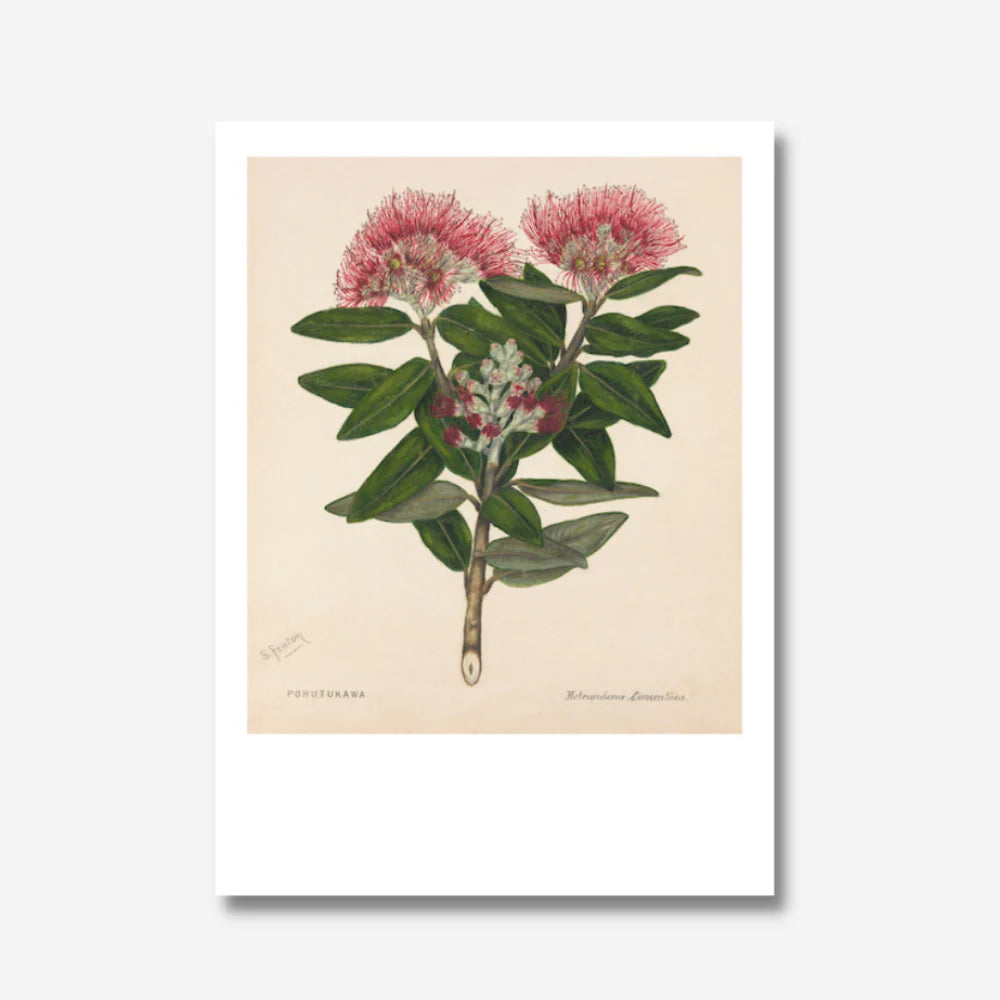 Sarah Featon Print - Pōhutukawa