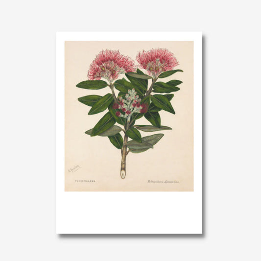 Sarah Featon Print - Pōhutukawa