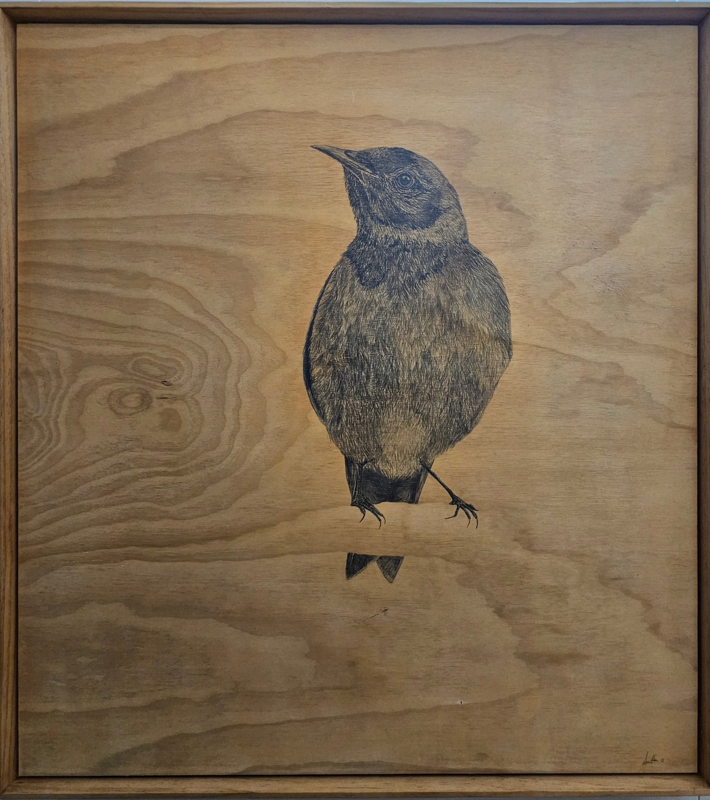 Anna Scott, Korimako Dawn Chorus